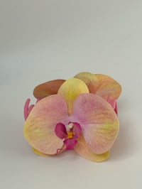 Image 1 of rose lemonade phalaenopsis orchid 