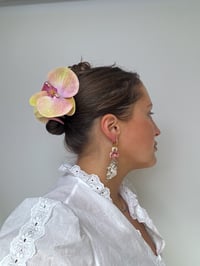 Image 2 of rose lemonade phalaenopsis orchid 