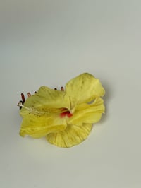 Image 1 of yellow hibiscus claw
