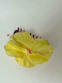 Image 2 of yellow hibiscus claw