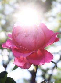 Image 5 of Radiance Elixir