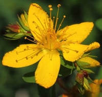 Image 4 of Radiance Elixir