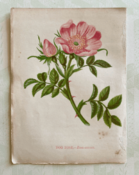Small antique wild flower print (1)