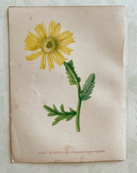 Small antique flower print (2)