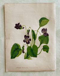 Small antique flower print (3)