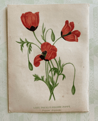 Small antique wild flower print (4)