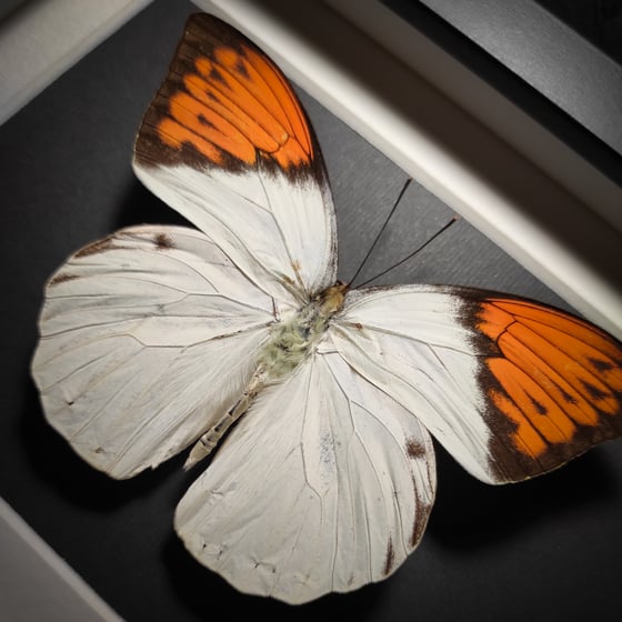 Image of Hebomoia glaucippe celebensis *SMALL FRAME