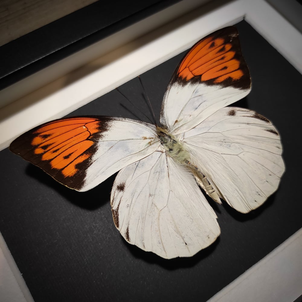 Image of Hebomoia glaucippe celebensis *SMALL FRAME