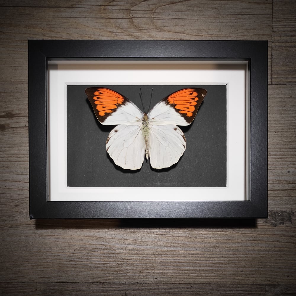 Image of Hebomoia glaucippe celebensis *SMALL FRAME