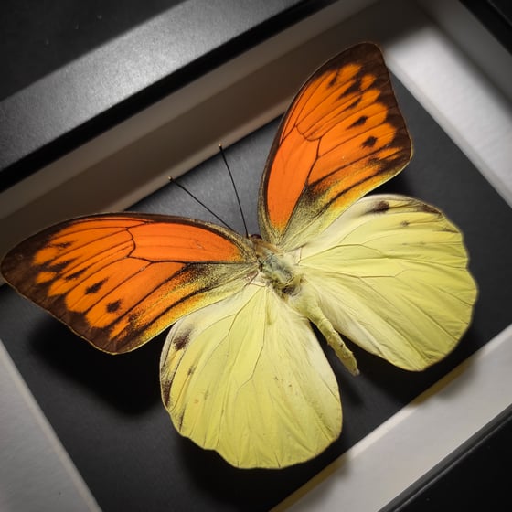 Image of Hebomoia leucippe daemonis *SMALL FRAME