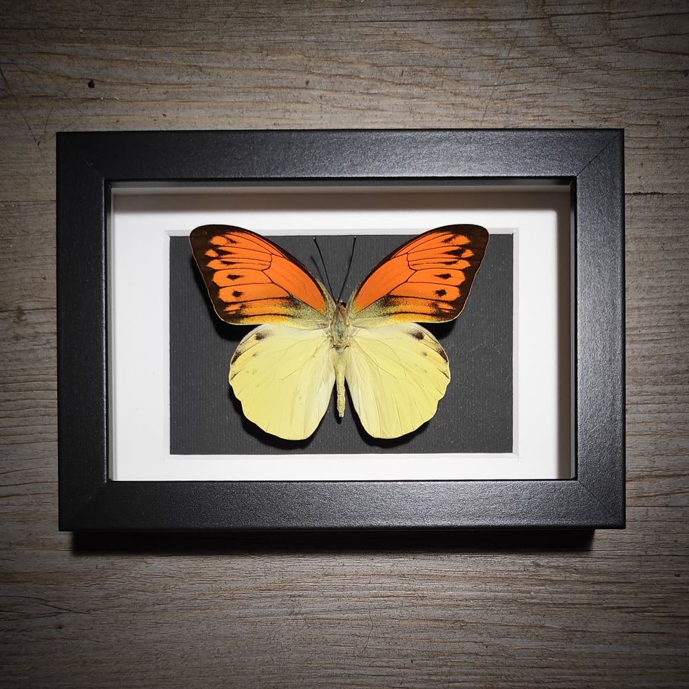 Image of Hebomoia leucippe daemonis *SMALL FRAME