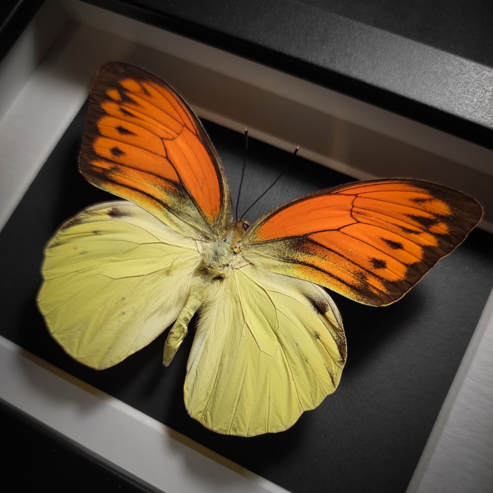 Image of Hebomoia leucippe daemonis *SMALL FRAME