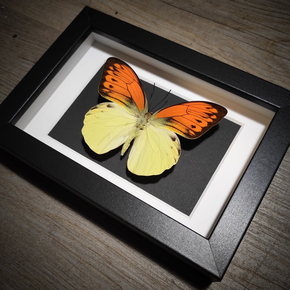 Image of Hebomoia leucippe daemonis *SMALL FRAME