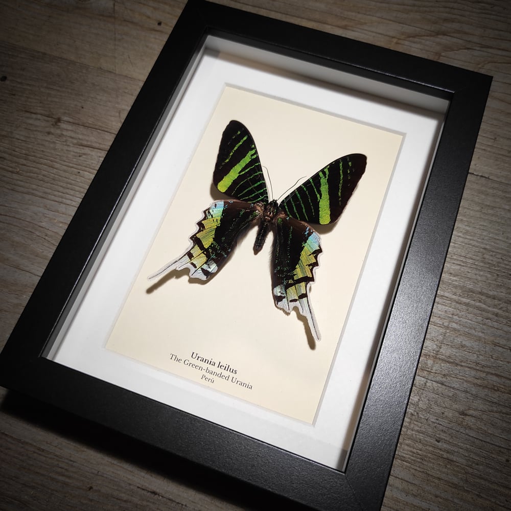 Image of Urania leilus