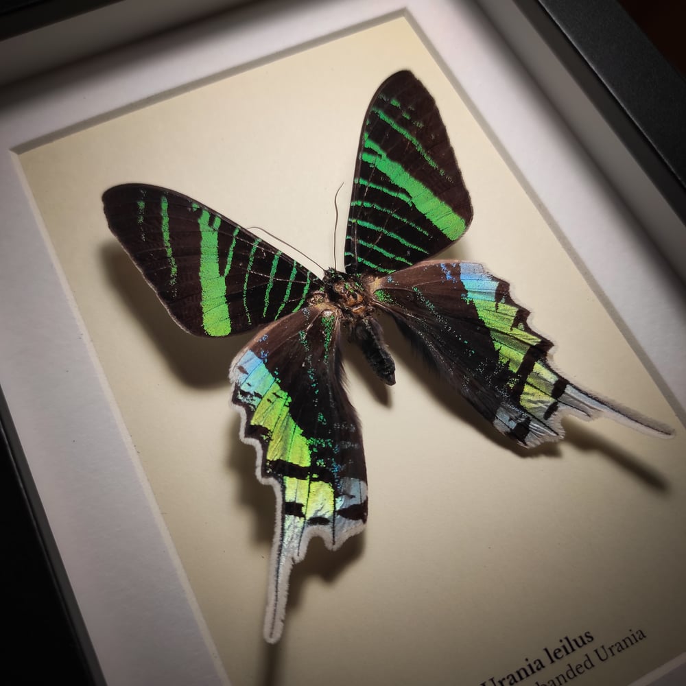 Image of Urania leilus