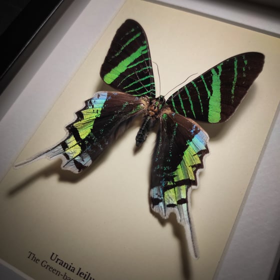 Image of Urania leilus