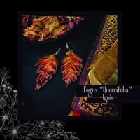 Image 1 of ☽ Fagus Quercifolia Ignis ☾