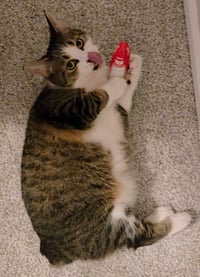 Image 5 of Killer Kitty Toy