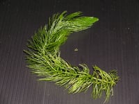 Coontail / Hornwort : Ceratophyllum demersum