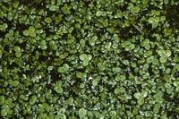 Image 1 of Duckweed : Lemna minor