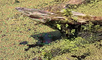 Image 2 of Duckweed : Lemna minor