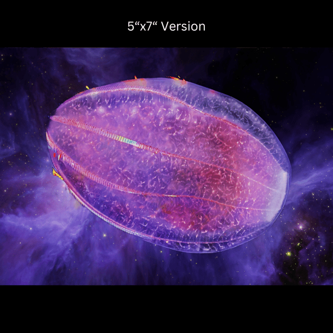 Beroe in Space | Art Prints & Stickers