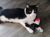 Image 4 of Killer Kitty Toy