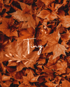 {Tiny}