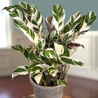 White Fusion Peacock Plant (Calathea Hybrid Variegated) -Bestselling Houseplant