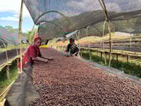 Image 3 of Äthiopien - Ayla Bombe - Natural Heirloom - Bio Espresso