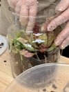  Terrarium Workshop: Carnivorous Plants