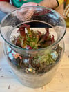  Terrarium Workshop: Carnivorous Plants