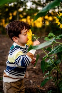 Image 3 of Avon Sunflower Minis  | prayers for Maria | RETAINER