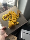 SUNFLOWER DRAGON