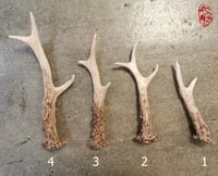 Image 1 of Roe Deer Antler Replicas 
