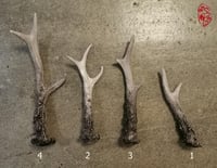 Image 2 of Roe Deer Antler Replicas 