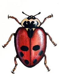 Image 1 of Adonis Ladybug