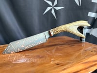 Image 4 of Deer Antler Cumai