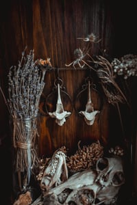 Image 5 of Large deer bone ear hangers
