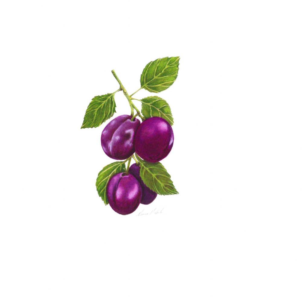 Image of Kitchen Art Prints