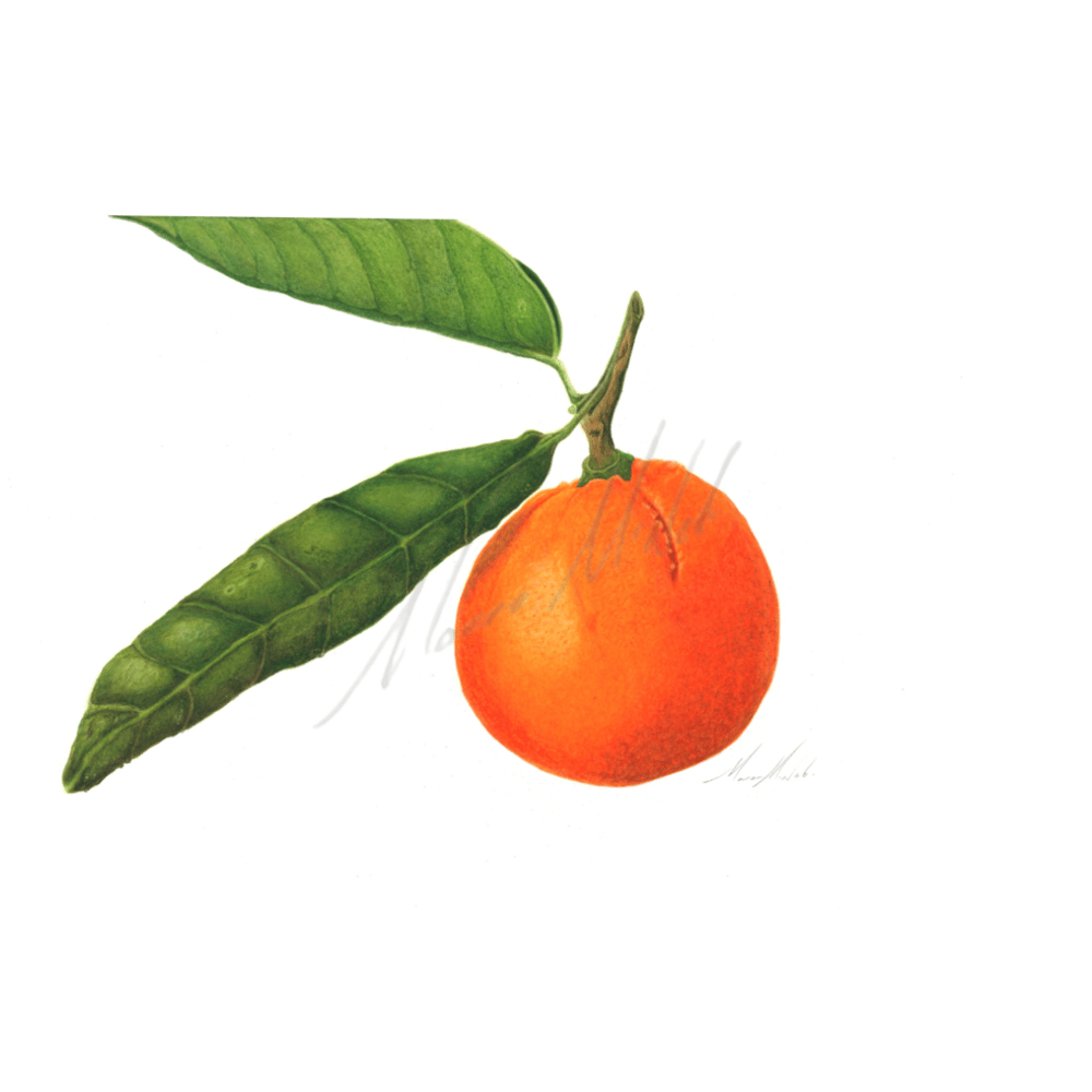 Image of Kitchen Art Prints