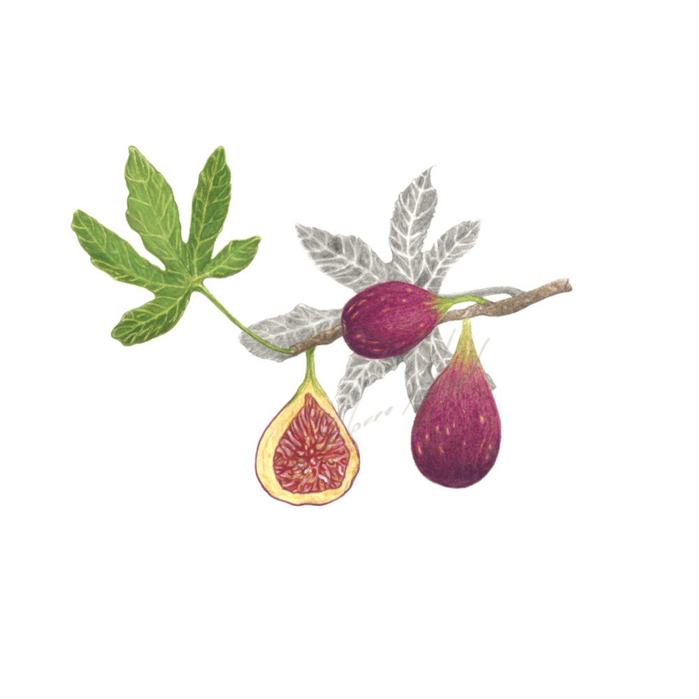 Image of Kitchen Art Prints