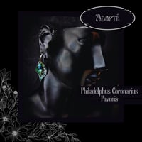 Image 1 of 🜧 Philadelphus Pavonis 🜧