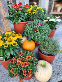 Image 4 of Fall Mums Porch Containers