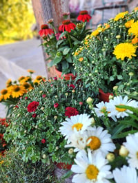 Image 1 of Fall Mums Porch Containers