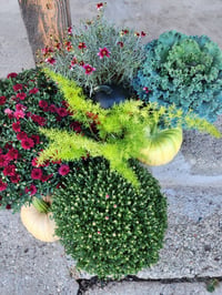 Image 3 of Fall Mums Porch Containers