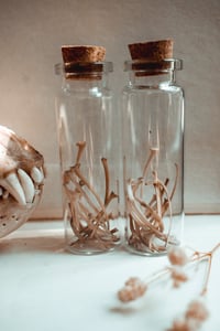 Image 1 of Snake rib curio vial