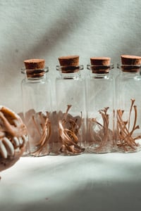 Image 3 of Snake rib curio vial