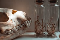 Image 4 of Snake rib curio vial