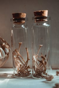 Image 5 of Snake rib curio vial